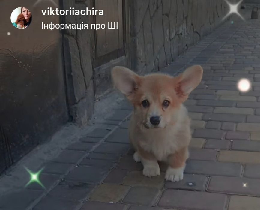Коргі хлопчики та дівчатка