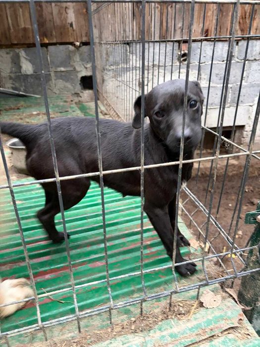 Patterdale terier. Oddam za darmo