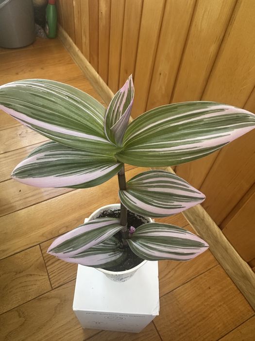 Традесканція нанук, каллізія, заміокулькас