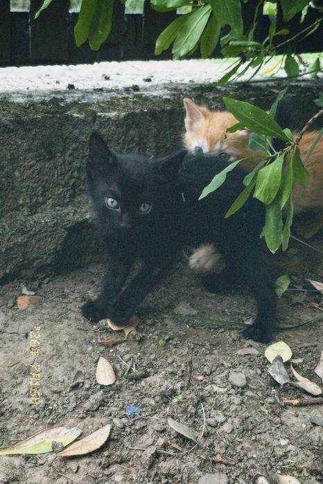 Віддам котиків в добрі руки