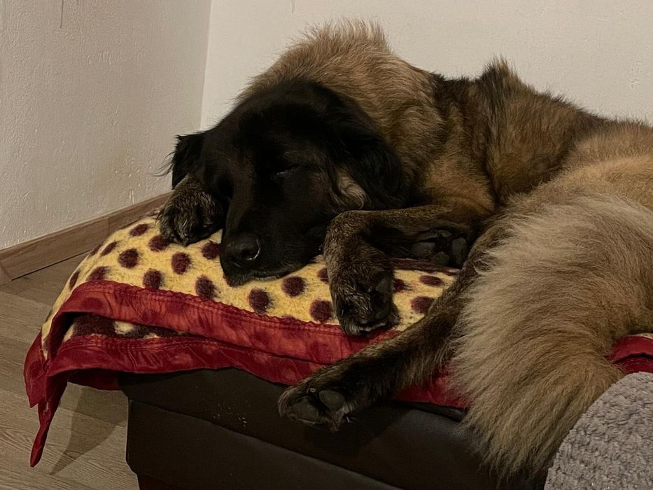 Cão para adoção (Serra da Estrela). Portuguese Shepard dog for adoption