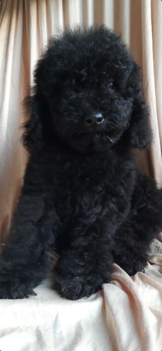 Той-пудель. Клубний хлопчик. З документами.