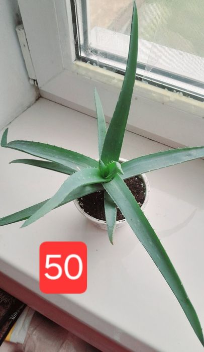 Алое лікарське доросле