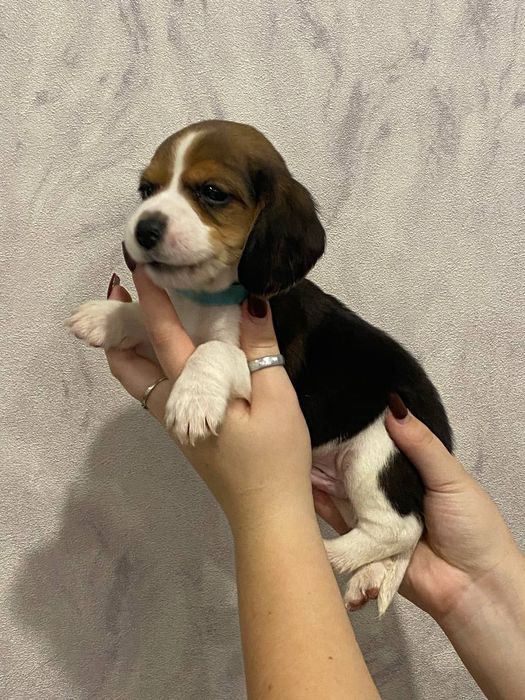 Продам цуценя породи Бігель