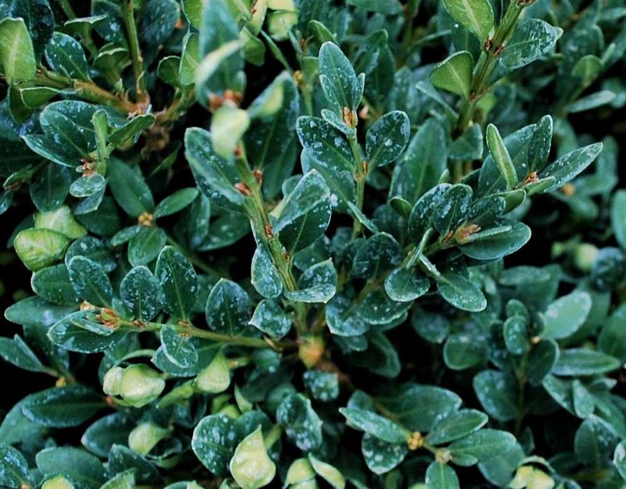 Bukszpan 'Green Mound' Buxus 058