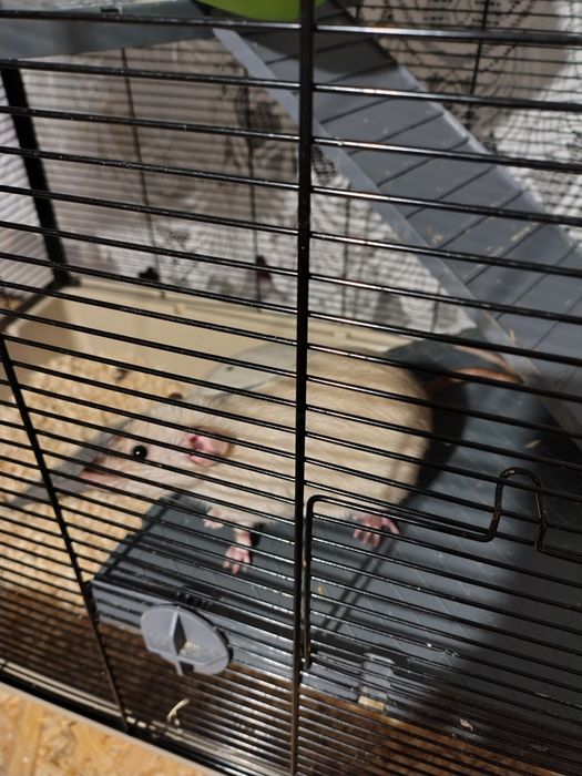 Dwa szczury + klatka z wyposażeniem