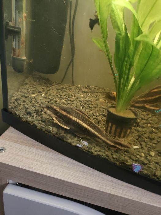 Sprzedam 4 dorosłe ryby