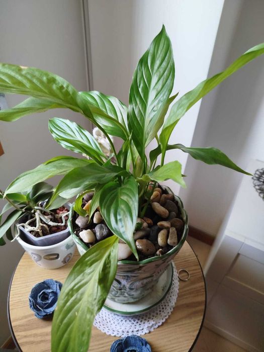 Plantas muito bem cuidadas.