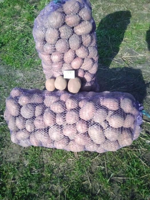 Картопля сорту Бела роса