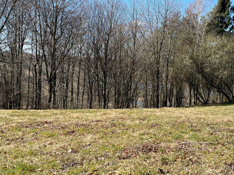 Działka z lasem nad jeziorem, Kaszuby - Widok 2