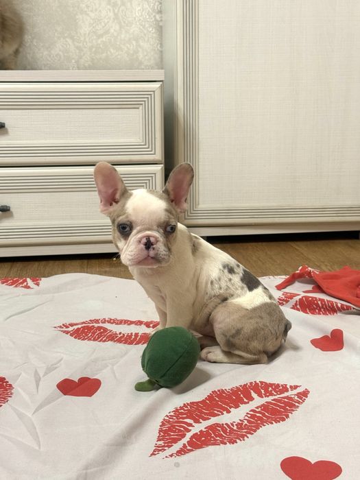 Неймовірні дітки бульдоги