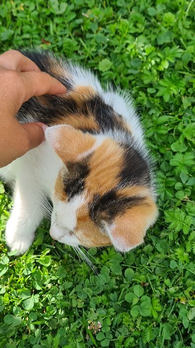 5 kociąt szuka kochających domów