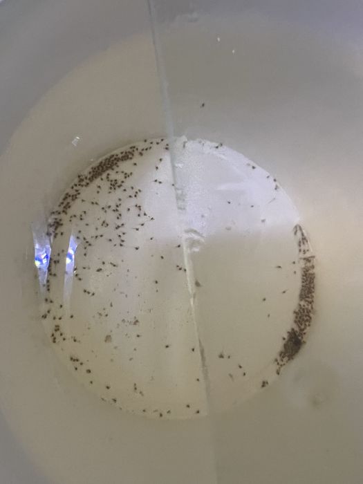 Oscar casal trigre albino e trigre