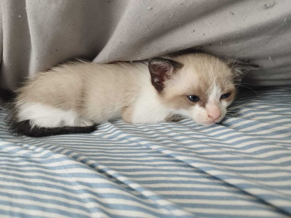 Gata bebê para adoção