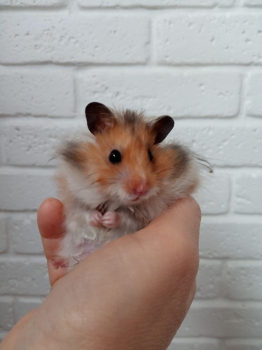Пушистые мягкие красивые рыжие ручные хомячки купить в Харькове хомяк