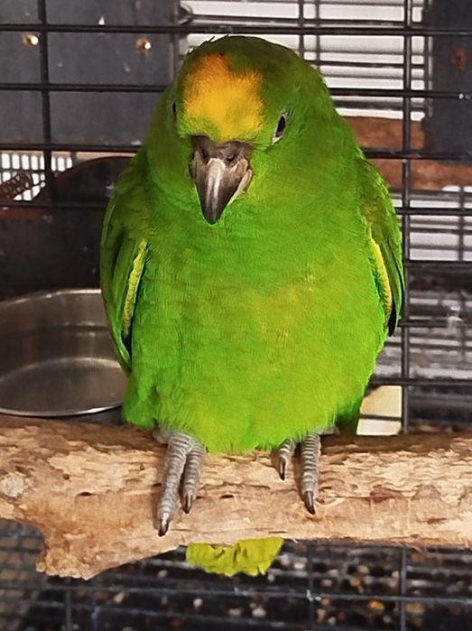 Amazona ochrocephala