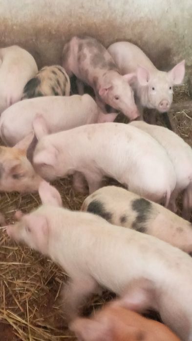 Продам домашніх поросят