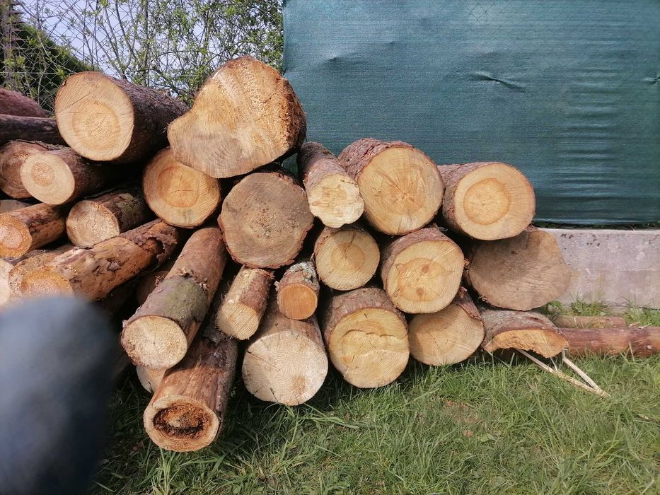 Cięcie drewna piłą spalinową