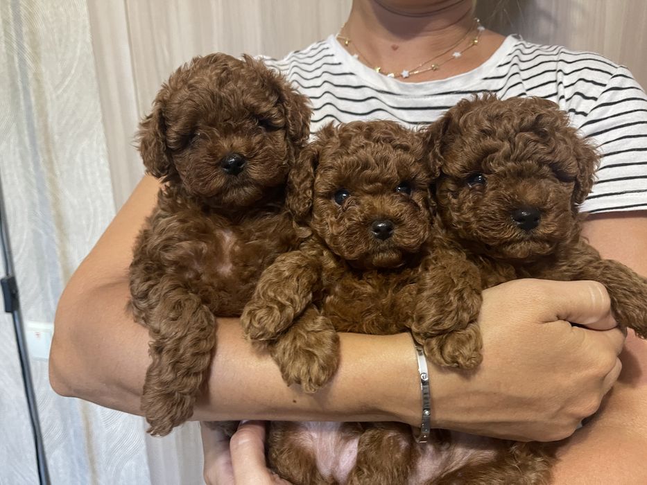 Пропонуються той пуделя