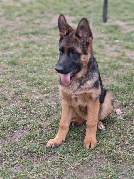 Німецька вівчарка