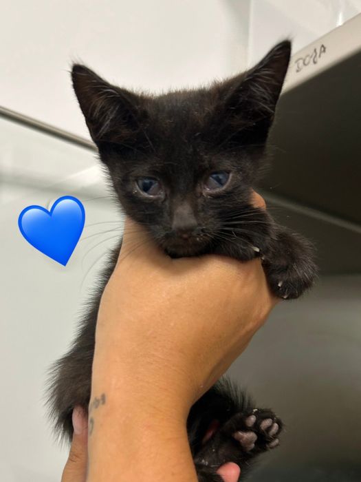 Gatinhos bebés para adoção responsável