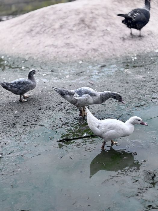 Patos e patas  pequeninis medio e grande.