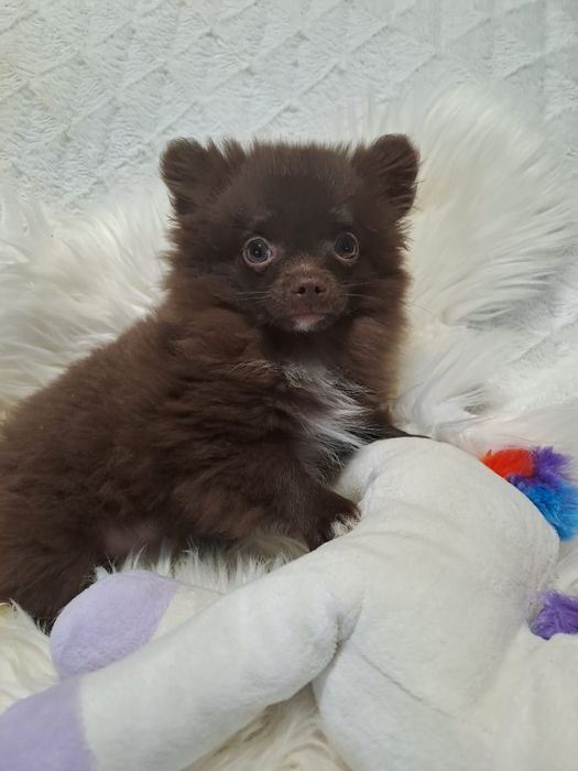 ***WHILLY **pomchi  gotowy do odbioru