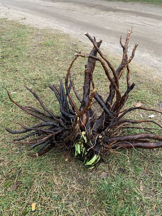 Marcerat z żywokostu