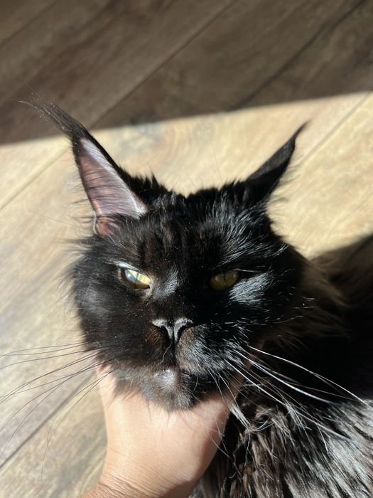 Девочка Мэйн-кун