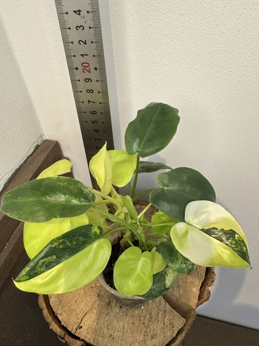 Філодендрон Philodendron Burle Marx var.