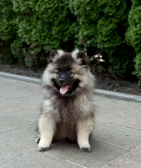 Дівчинка кісхонд/вольфшпіц