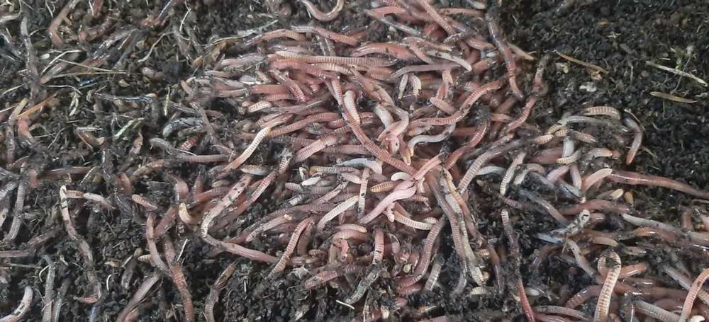 Dżdżownice kalifornijskie, dendrobena veneta 0.25kg