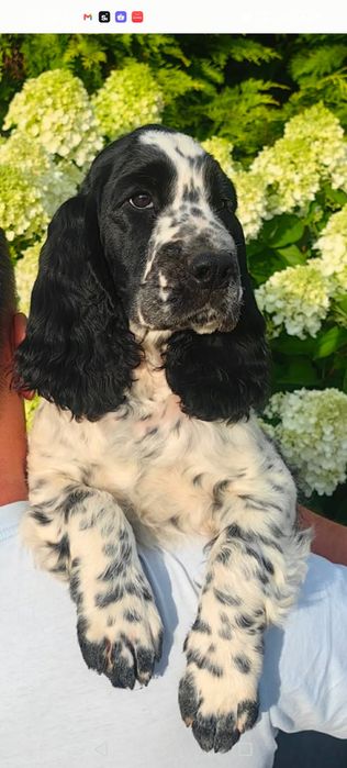 Springer Spaniel Angielski FCI Astrid