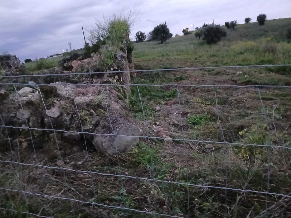 Terreno com olival  tradicional  14000 m2 e possibilidade de construção de  moradia com 140 m2