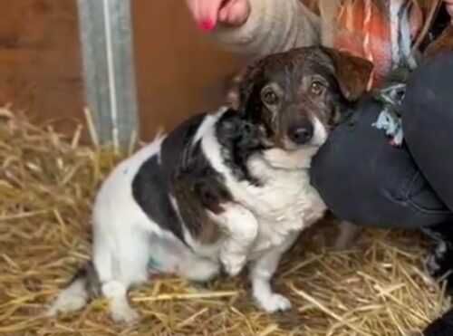 Łatek szuka nowego domu