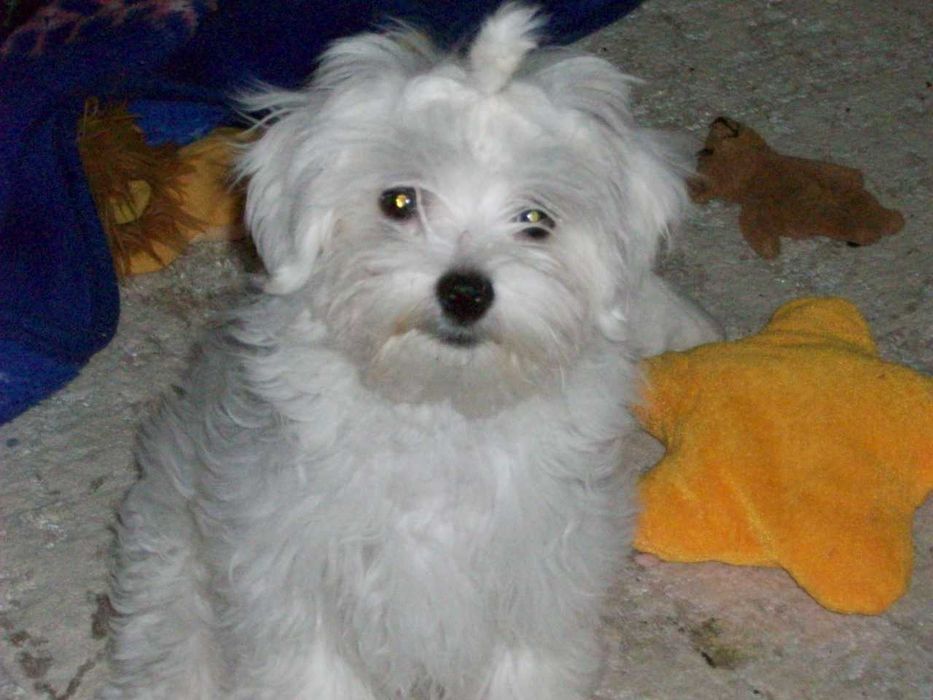 Maltanczyki FCI Szczenięta