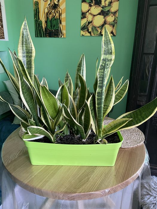 Продам Сансевієрю.