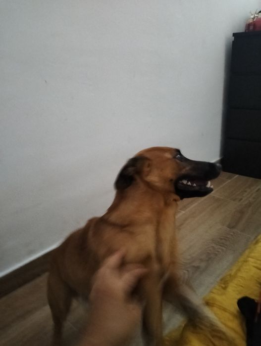 Doação de cão de caça