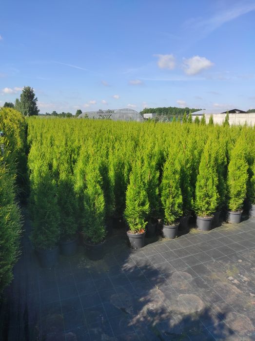 Tuja szmaragd 100cm Transport