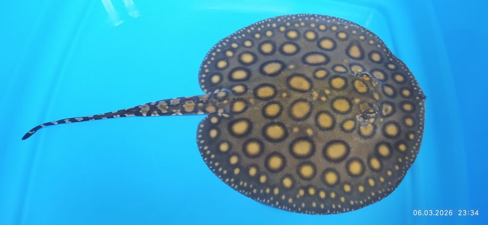 Скат пресноводный