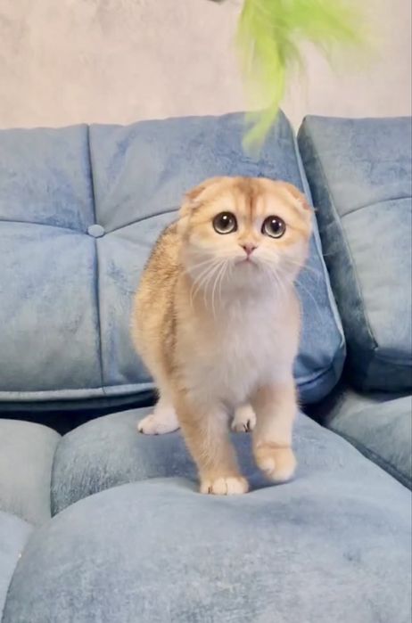 Дуже ручний малюк хлопчик золота шиншила