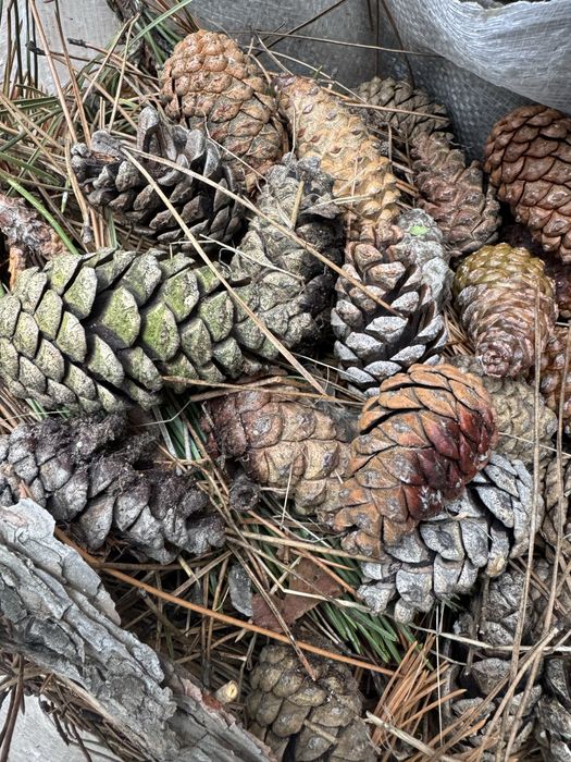 Хвойний опад (мульча)