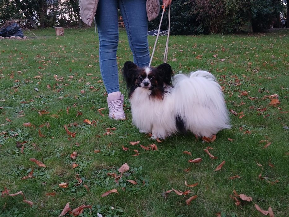 Spaniel Kontynentalny Miniaturowy Papillon
