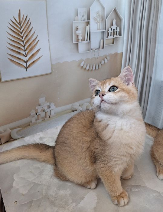 Британська золота шиншила