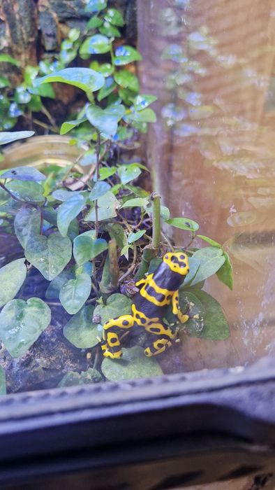 Dendrobates leucomelas – drzewołaz żółtopasy +terrarium.