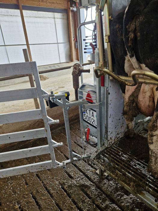 Korekcja racic u krów