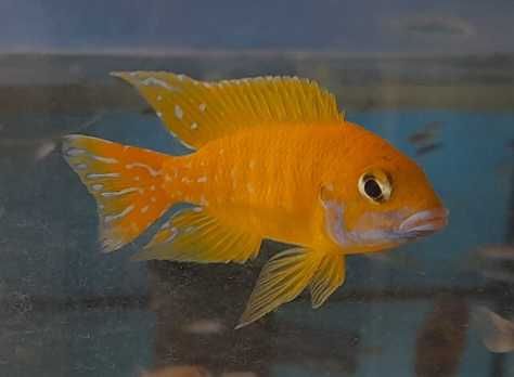 Aulonocara Baenschi Benga