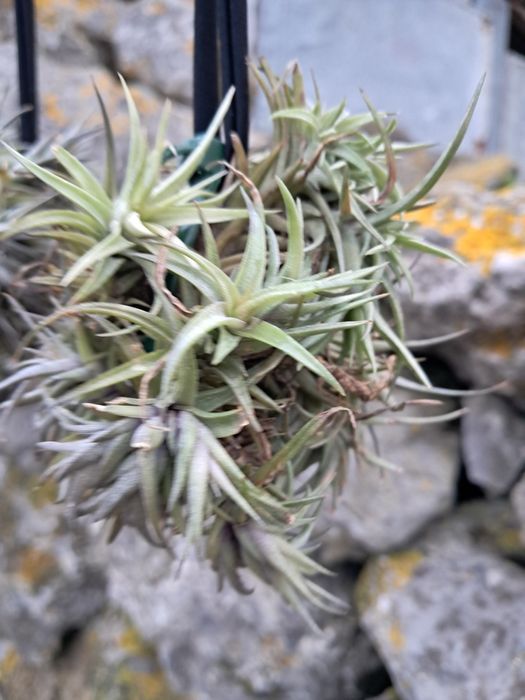 Tillandsias plantas aéreas 
Não precisam de terra, só d