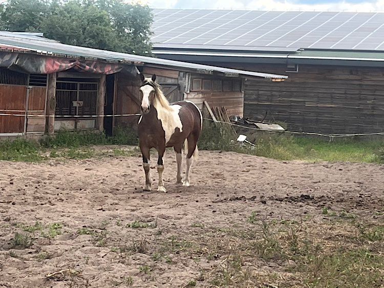 Koń ogier zimnokrwisty