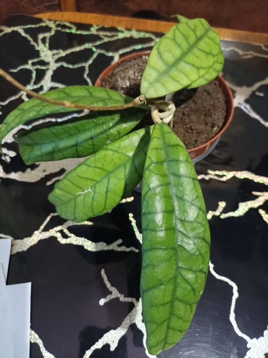 Хойя Пахіклада варієгата Мун